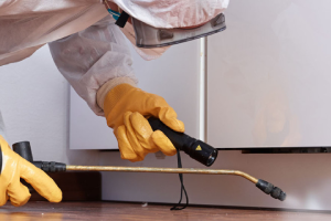 Messie Schädlingsbekämpfung Cottbus